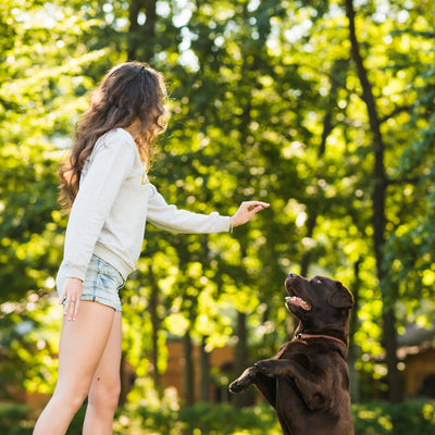 5 Essential Dog Training Tips